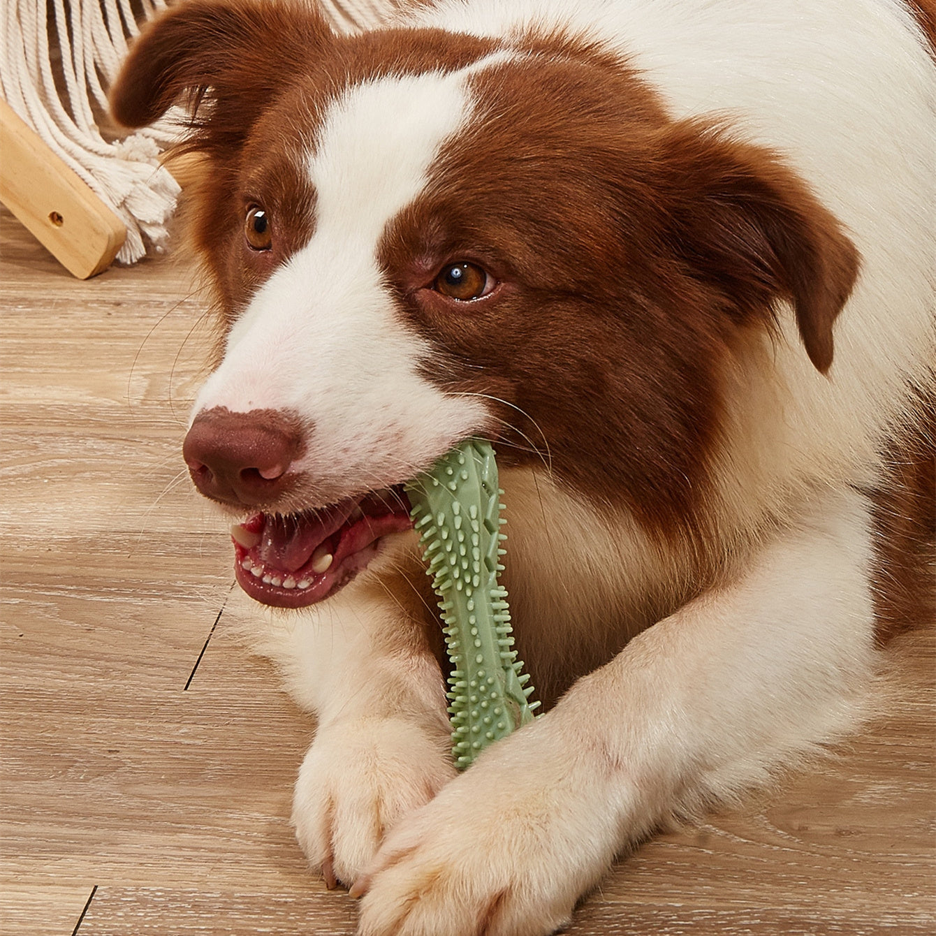 Chew Toys For Dog Teeth Cleaning _Fun and Functional